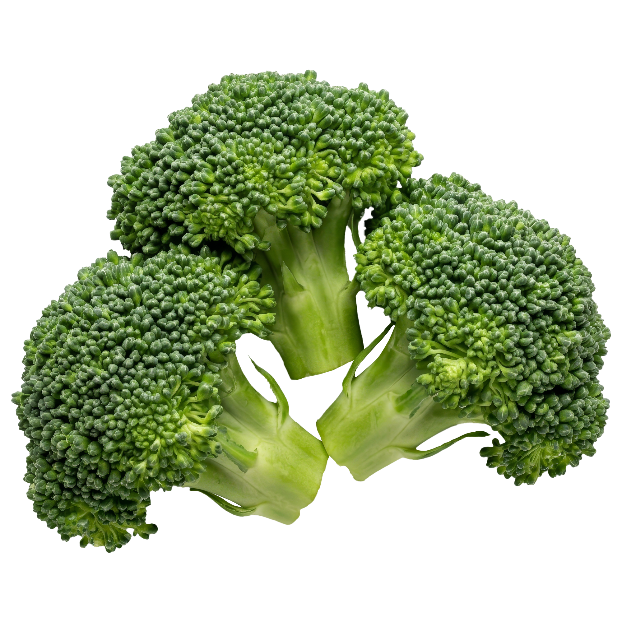 Broccoli sprout extract