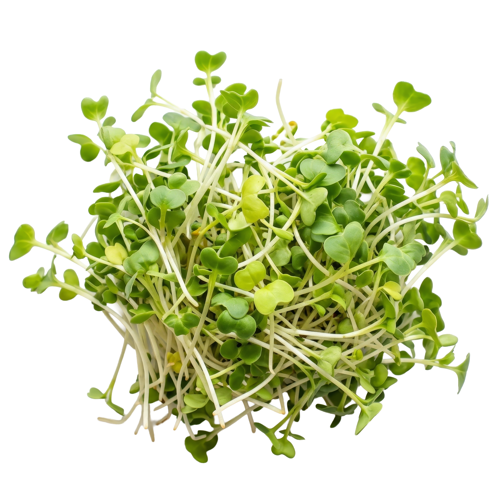 Whole broccoli sprouts