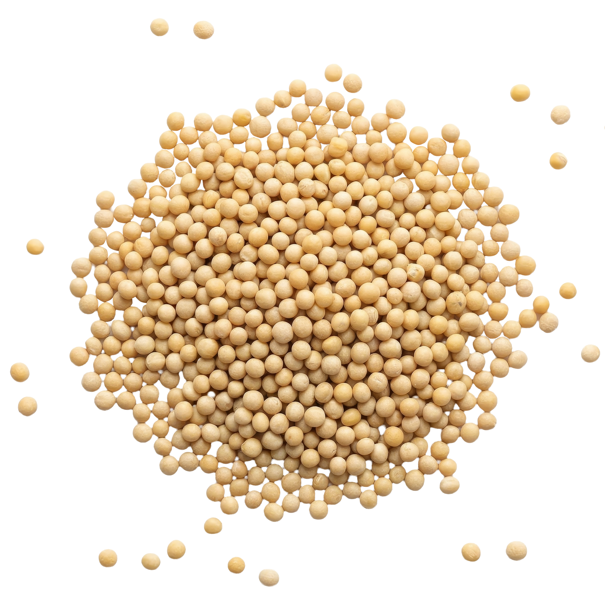 White mustard seed